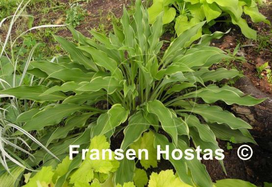 Hosta Pineapple Punch